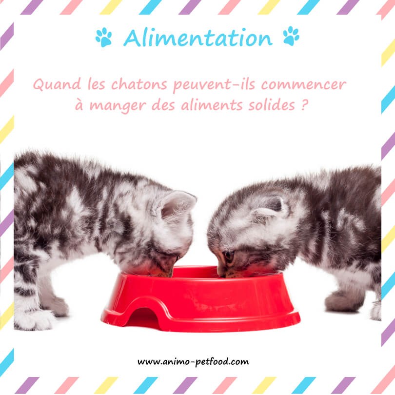 sevrage du chaton